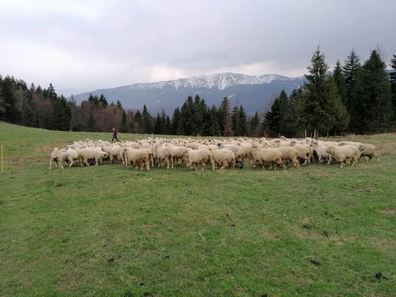 Hala Barankowa: Oscypki, szlaki, Babia Góra Poznaj serce Zawoi!