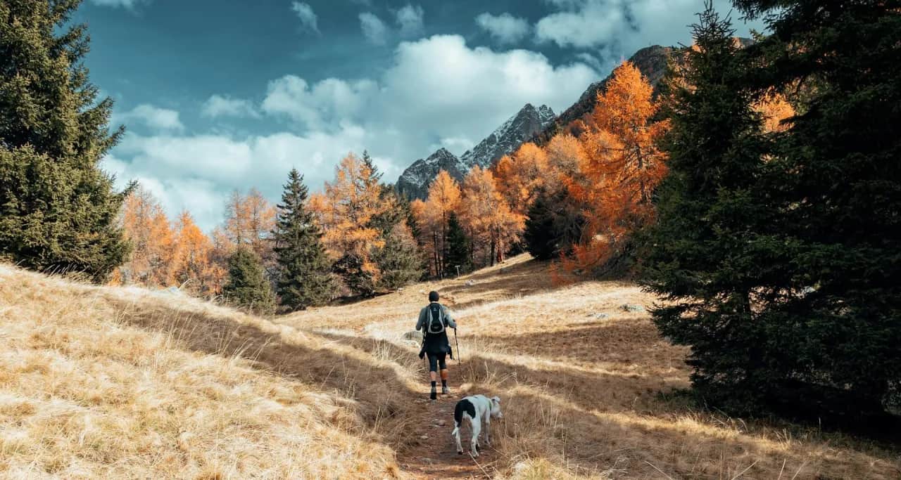 Niedźwiedzie na Babiej Górze? Bezpieczny przewodnik dla turystów